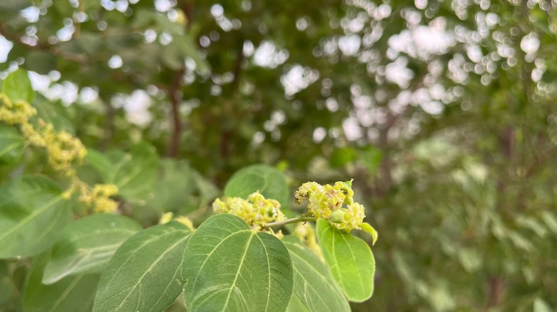 صور: رائحة السدر تملأ أرجاء البصرة.. أزهار النبك تفتحت والمثبّت يحميها من المطر