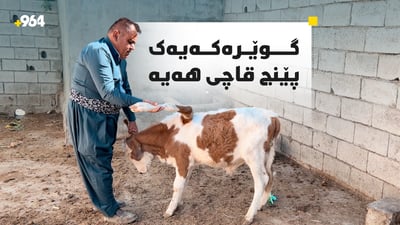 گوێرەکەیەک پێنج قاچی هەیە و هیچ گرفتێکی تەندروستیشی نییە