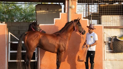 فحل خليجي أنيق يهجن خيول شمال البصرة.. علموا أولادكم عند “أسد”