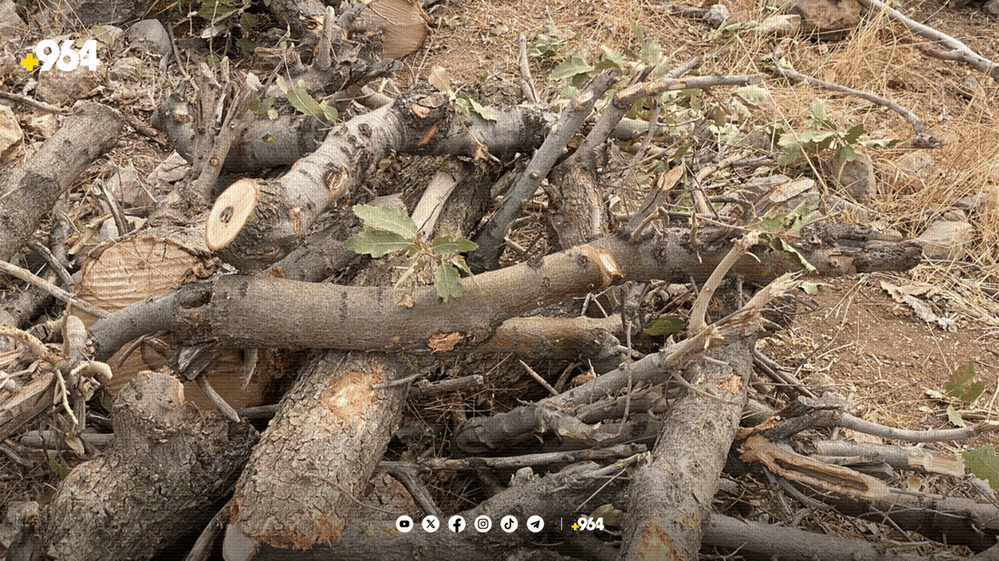 داربڕین لە دهۆک کەمی کردووە