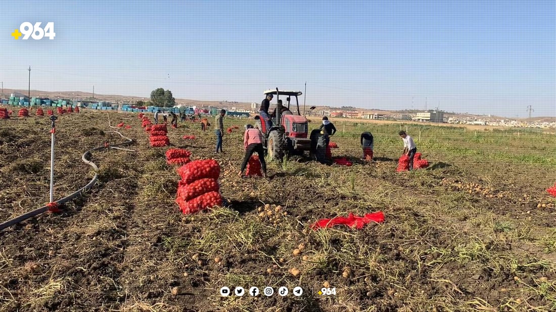 بەشێك لە كرێكارانی كۆكردنەوەی پەتاتە ناڕەزایەتییان دەربڕی  