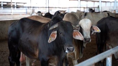 عجول العراق تعبت في هرمز ولجأت للأردن.. واسط تفسر اختفاء 7 آلاف رأس وقفزات السعر