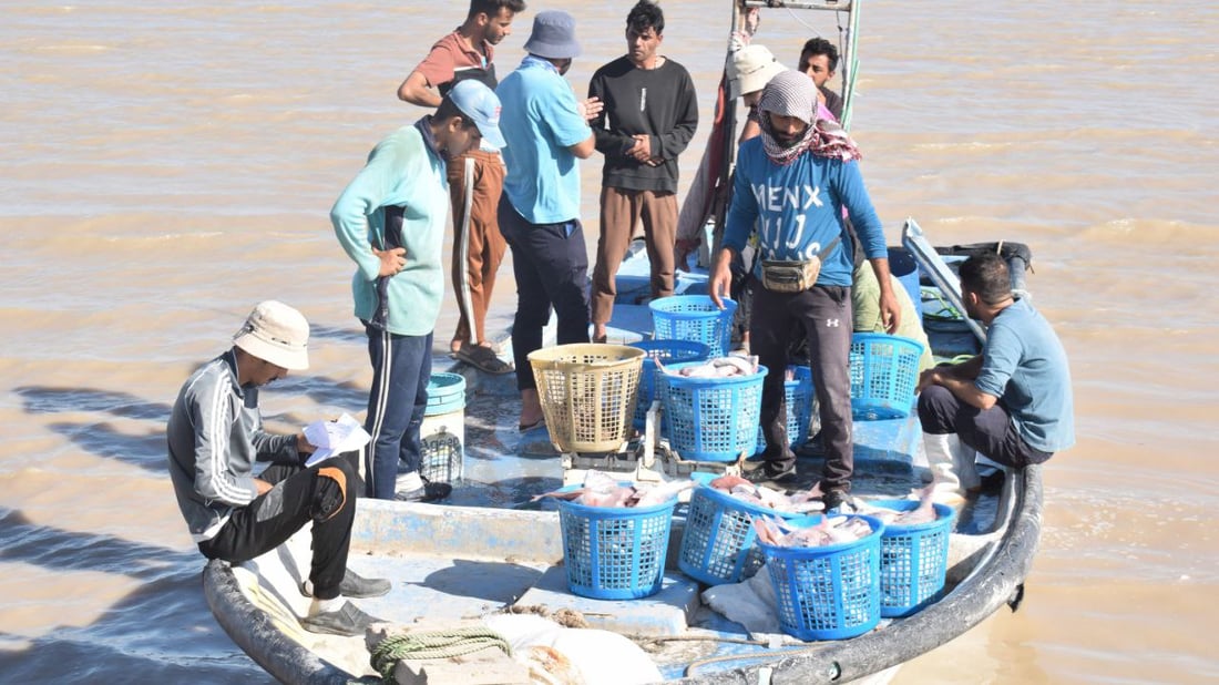 صور: الفاو تتباهى بصيد البحر.. سمكة هامور بوزن 35 كيلو تخطف الأنظار في مزاد النقعة