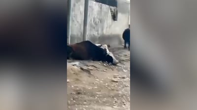 نفوق بقرتين بصعقة كهربائية في ميسان والأهالي يحذرون من الأعمدة