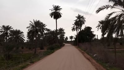 كأن الربيع قد حلّ.. أرياف ميسان تحافظ على إطلالتها وتقهر الجفاف