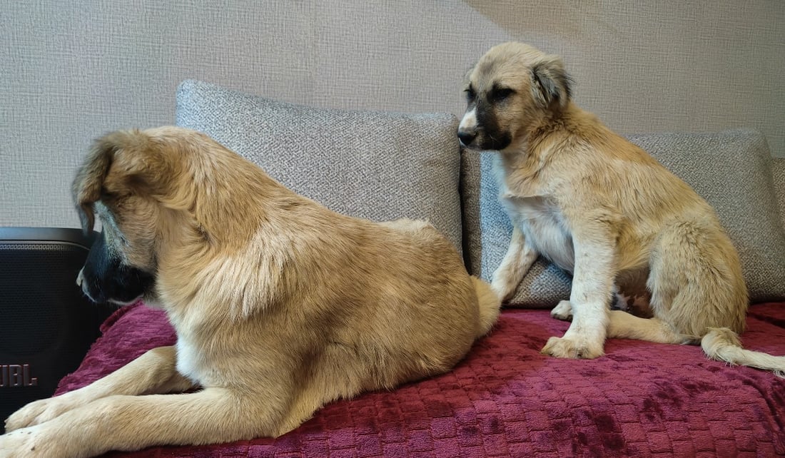 ئاژەڵدۆستێک بووە فریادڕەسی سەگە بێلانەکان؛ لە لافاوەکەی چەمچەماڵ