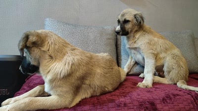 ئاژەڵدۆستێک بووە فریادڕەسی سەگە بێلانەکان؛ لە لافاوەکەی چەمچەماڵ