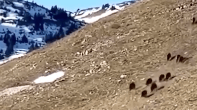 Wild boars threaten local crops in Mount Qandil area
