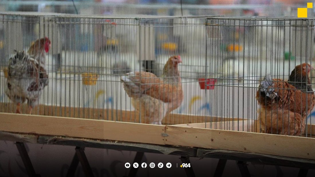 کەڵەشێری هەولێر یەکەمی عێراقە