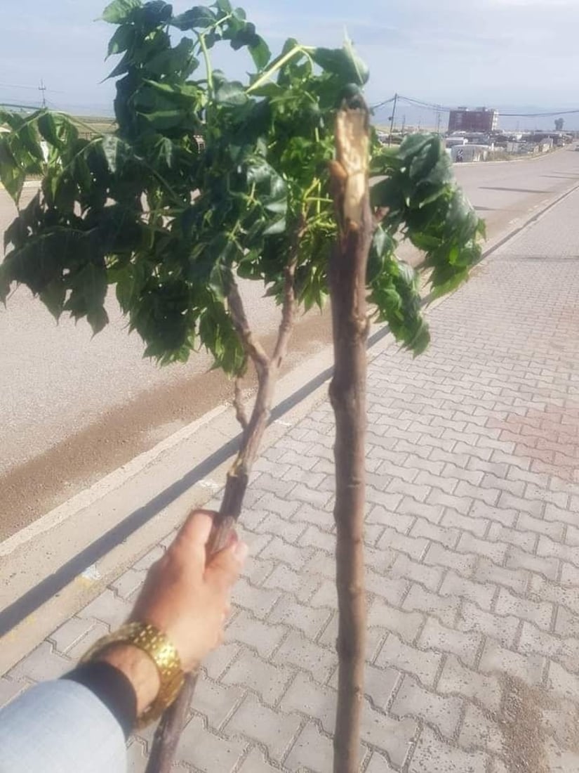 له‌ خانكێ كه‌سێك ده‌ستگیركرا دارى سه‌ر رێگاكانى شكاندبوون