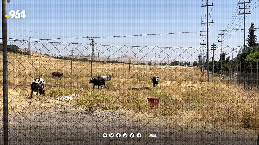 خاوەنی مانگا و ئاژەڵی بەرەڵا غەرامە دەکرێن