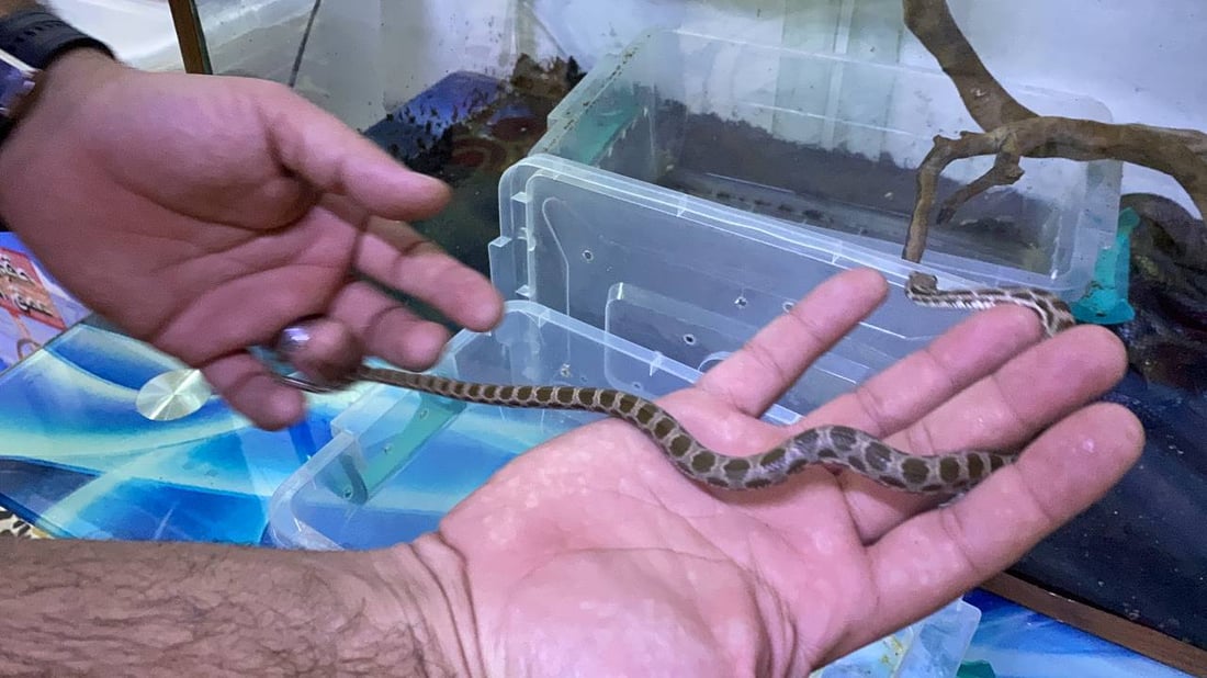 أحمد أيضاً “يرقص مع الثعابين يومياً”.. لا تقتلوا العربيد الأسود إنه صديقكم! (فيديو)