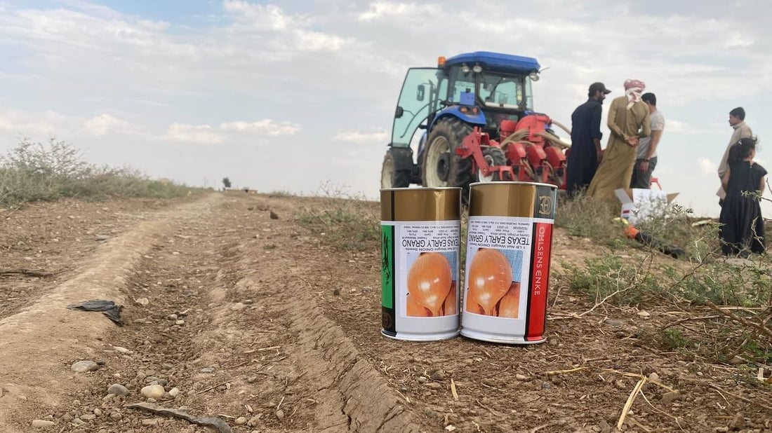 شاهد: ربيعة “تطبع” البصل الأمريكي والهولندي بعد جولة بـ “الرفاس”