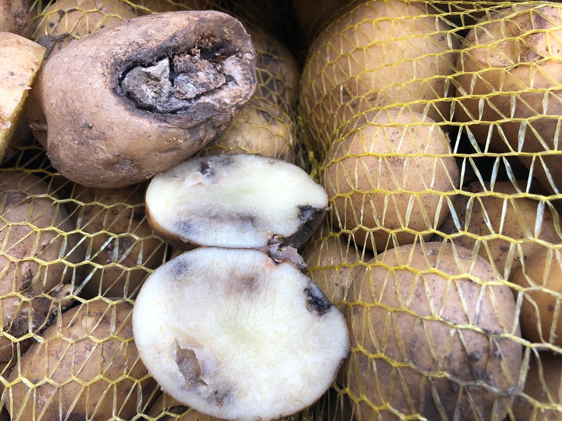 دوو تۆن و 700 کیلۆ پەتاتە و مۆز و قەیسی دەستیان بەسەرداگیرا