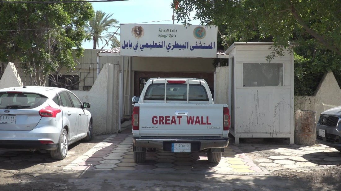 عيادات الحيوانات مزدحمة.. عدد الأطباء البيطريين في بابل “لا يكفي”