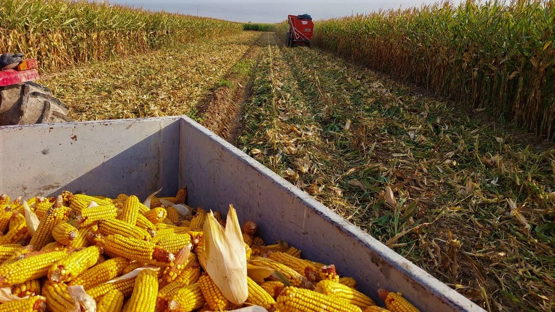 الحويجة تبحث عن مطارات “مهجورة” لخزن مليون طن من الذرة الصفراء