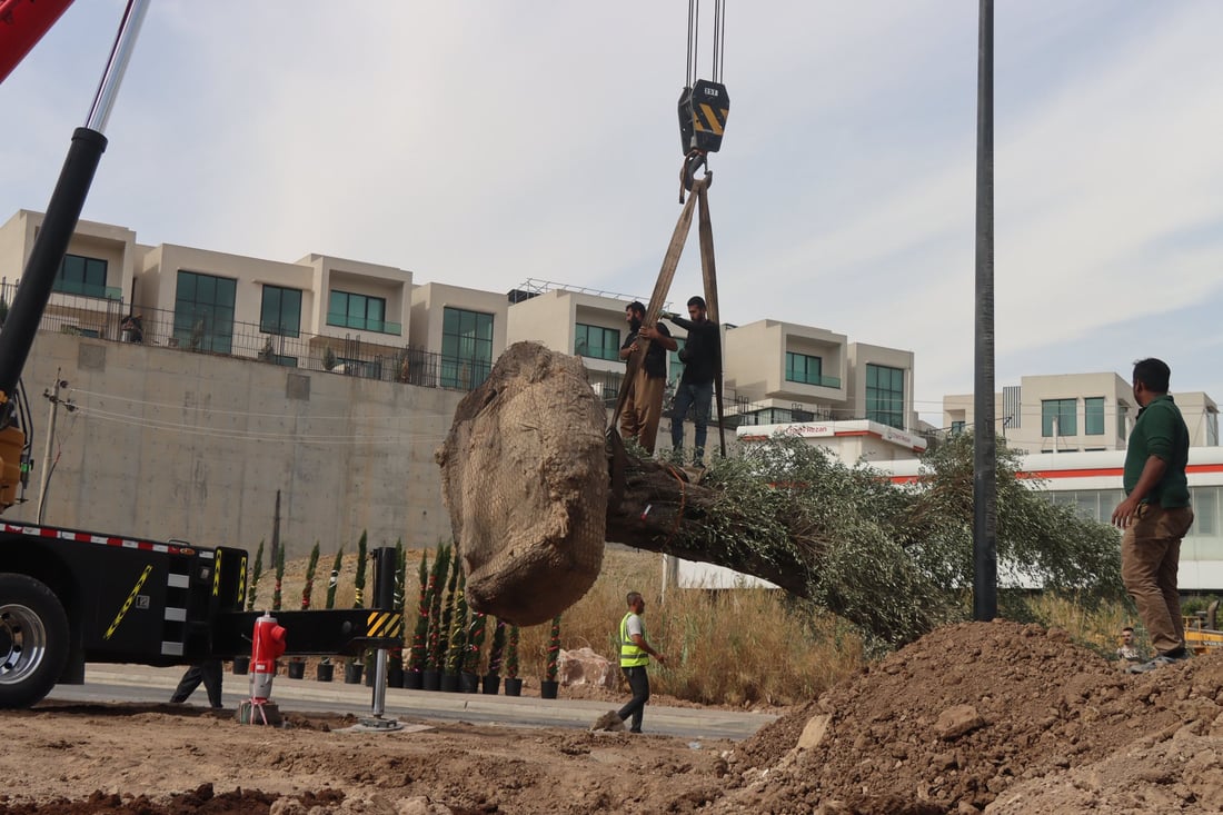 دار زەیتوونێکی تەمەن 200 ساڵ لە شەقامی مەلیک مەحمود چێندرا