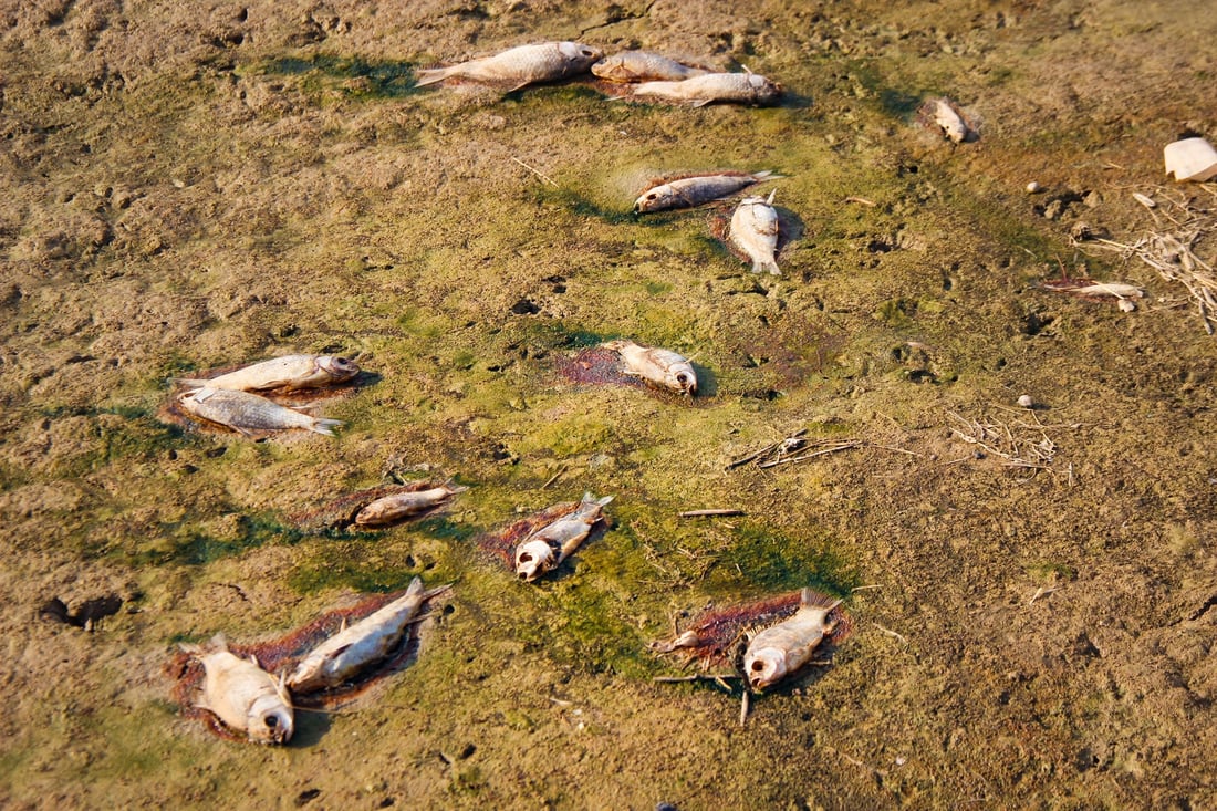 964 به‌دواداچوون بۆ له‌ناوچوونى سه‌دان ماسی له‌ ئاوى سیروان ده‌كات