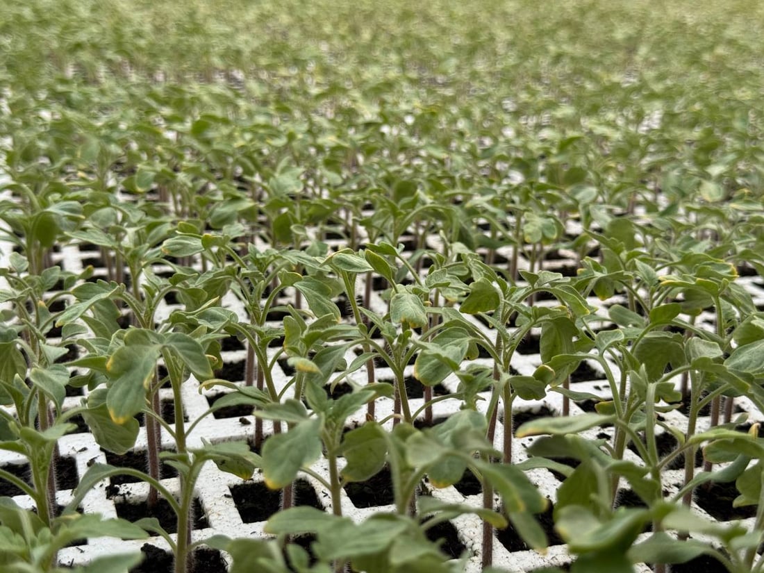 <?php echo get_the_title() ?>