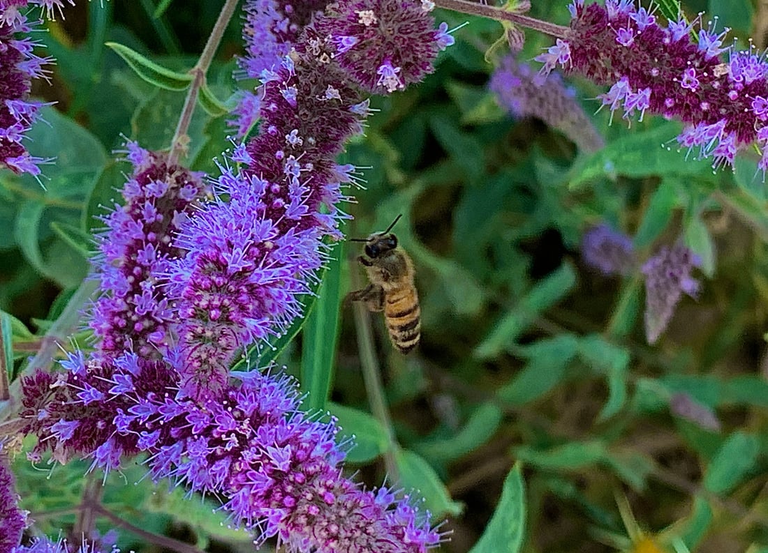 ئەمساڵ بەرهەمی هەنگوین لەپشدەر لە نیوە کەمتر بووەتەوە