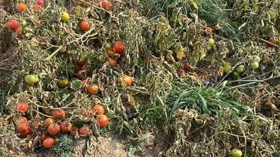 مژدەیەکی خۆش بۆ جوتیارانی کوردستان