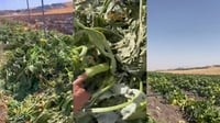 کولەکە و خەیاری شارەزوور ماندووبوونی جوتیاران دەرناهێ...