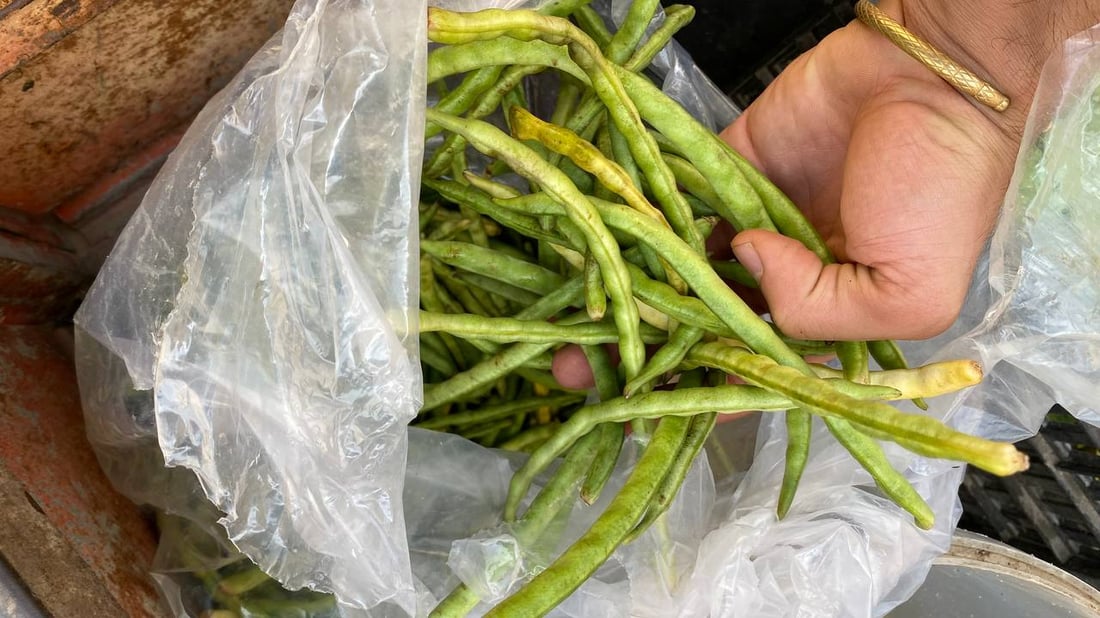 كم تربح؟.. دردشة مع “أبو ستوتة” خضار في البصرة: سيأتينا الريحان مبرداً من أربيل