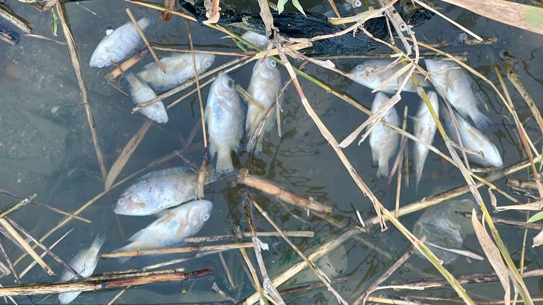 لكل قوي نهاية.. ماتت أسماك البلطي العنيدة في فرات البصرة والصيادون سعداء! (صور)