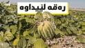 12 دۆنم شوتی جوتیارێک رەقە دەرچوو