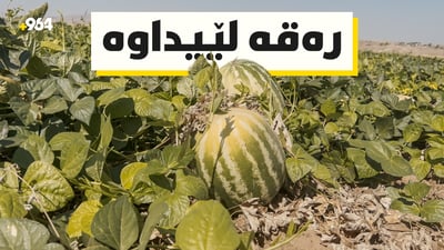 12 دۆنم شوتی جوتیارێک رەقە دەرچوو
