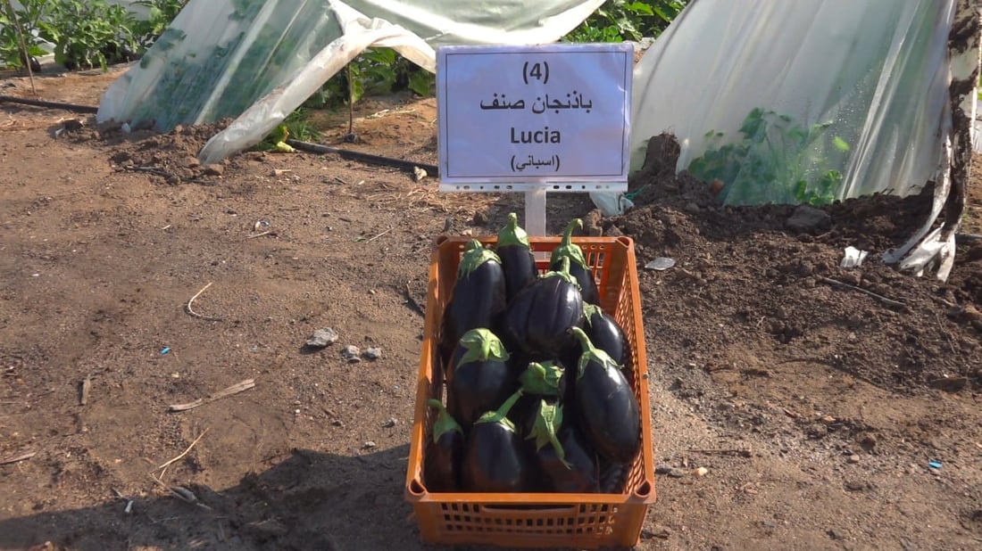 البصرة نجحت بزراعة الباذنجان في صحراء الزبير وهذه صور أول قطفة