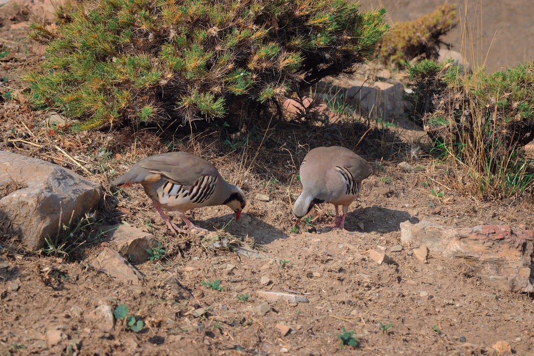 گوندنشینانی پشدەر ناوچەکەیان لە راوچیان دەپارێزن