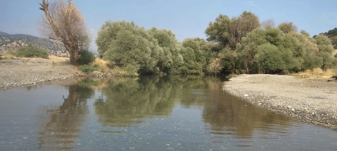لە سنووری پێنجوێن سەدان ماسی مەترسی لەناوچوونیان لەسەرە