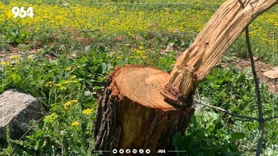 مجهول يرتكب مجزرة بغابات السليمانية.. قطع 70 شجرة والشرطة تلاحقه