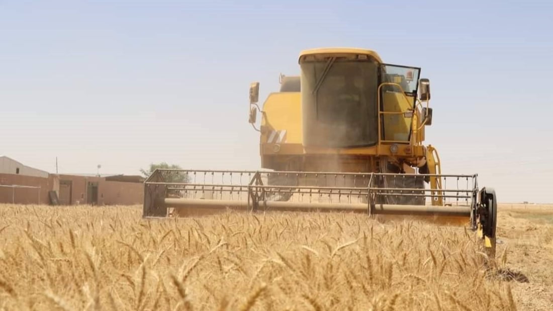 حصاد تاريخي في كربلاء: حتى الصحراء زُرعت بالحنطة والمياه تدفقت من آلاف المرشات